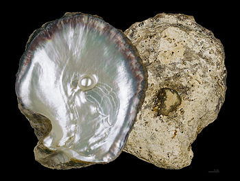PEARL OYSTER SHELLS