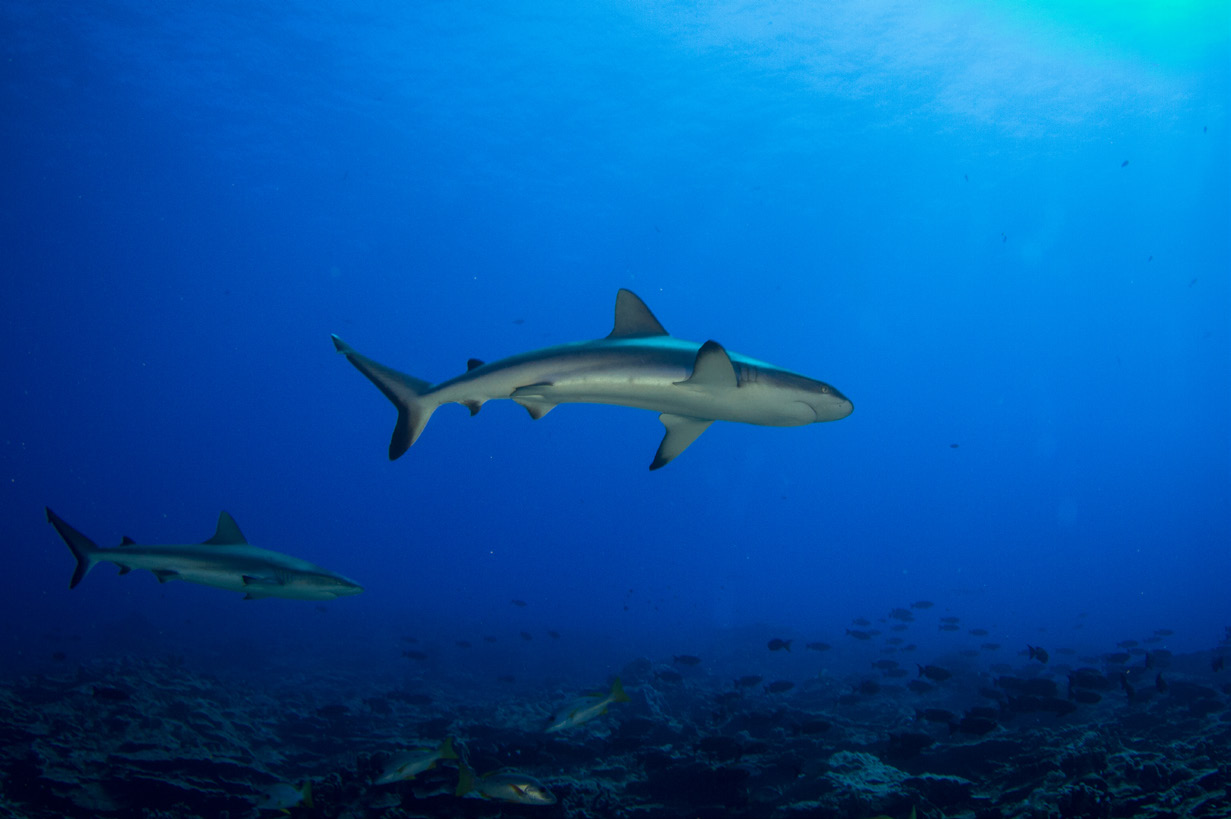 SHARKS!