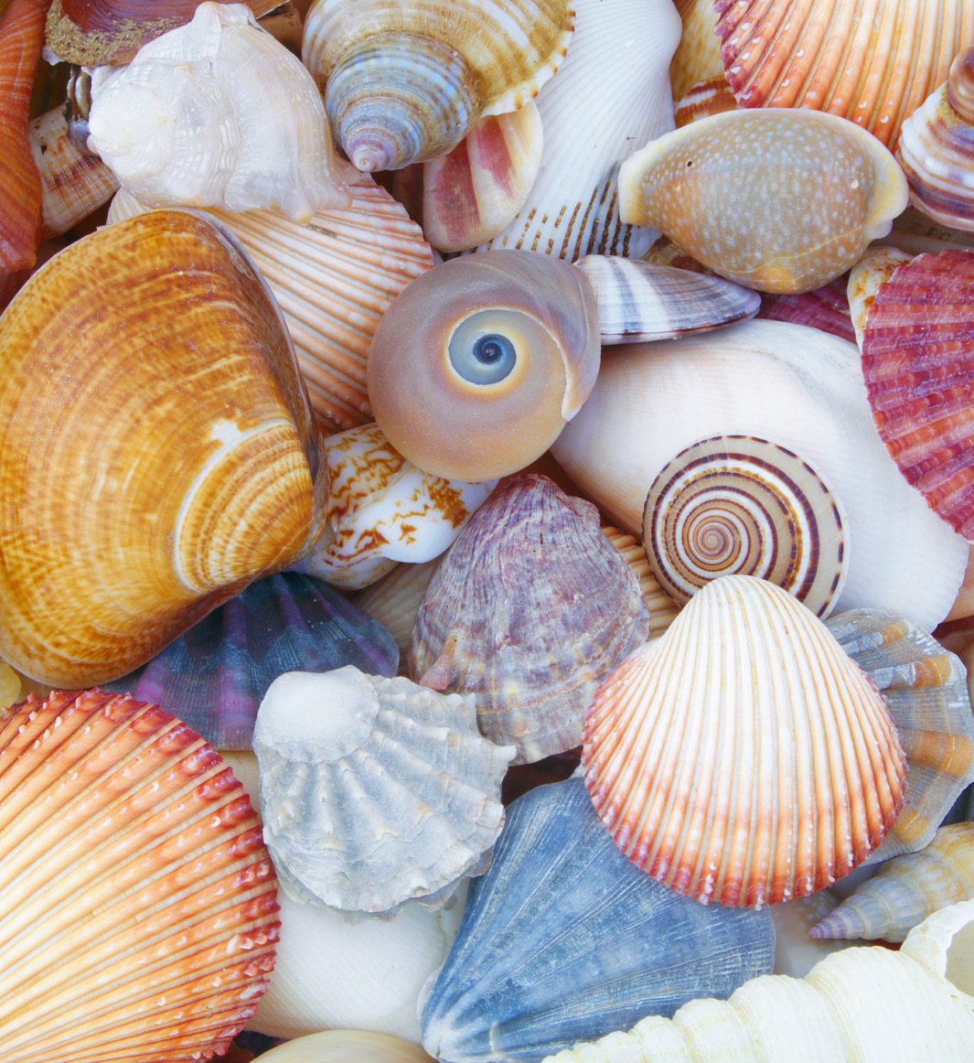 SHELLS